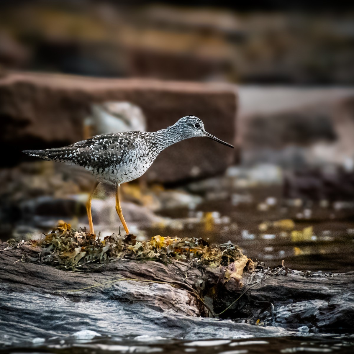 Lesser Yellowlegs - ML641724310