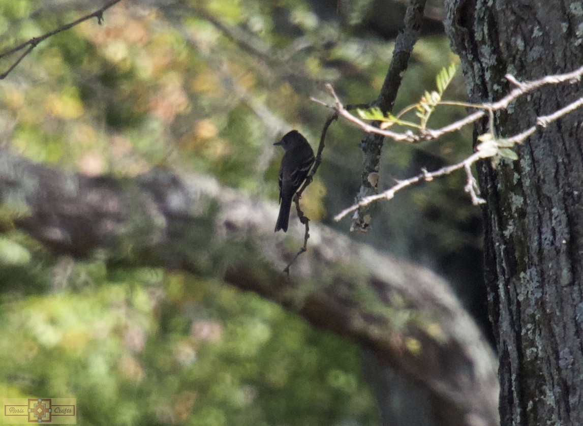 Eastern Wood-Pewee - ML641724315