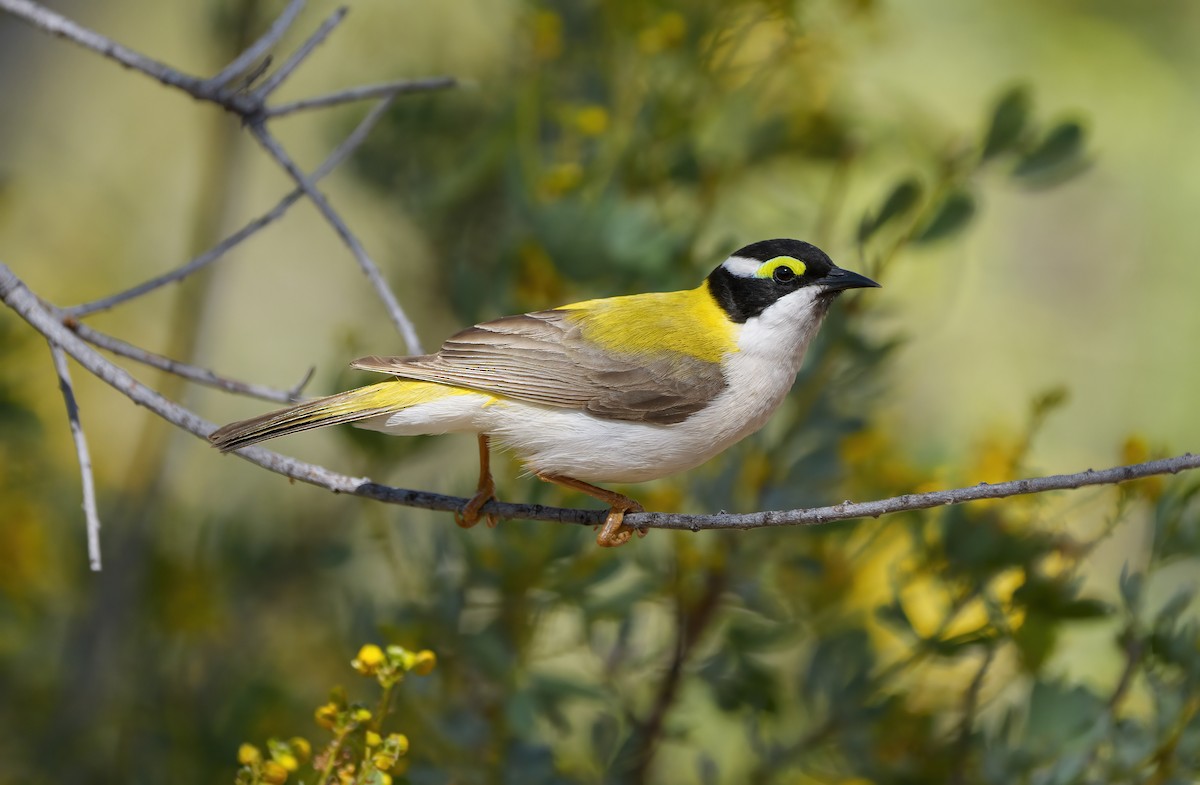 Black-chinned Honeyeater - ML641724342