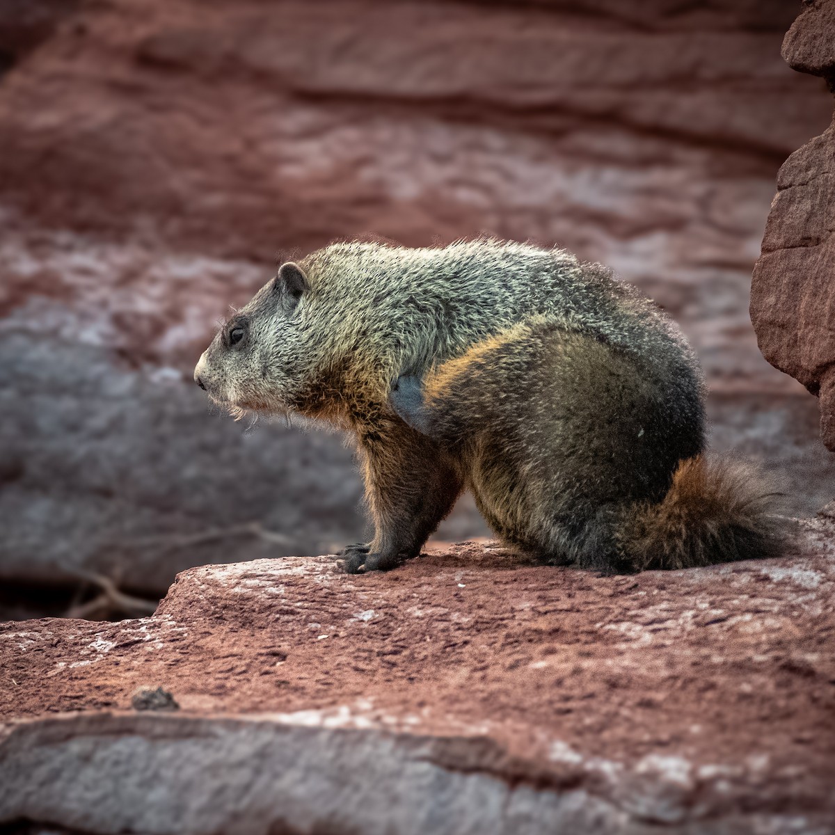 Animals - ML641724350