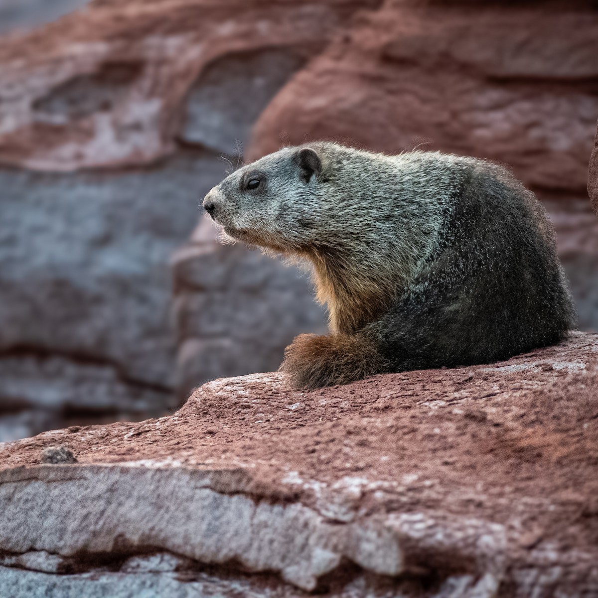 Animals - ML641724351