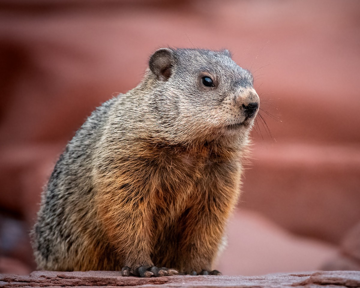 Animals - ML641724352