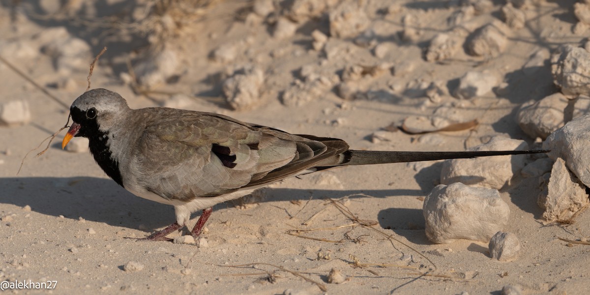 Namaqua Dove - ML641724353
