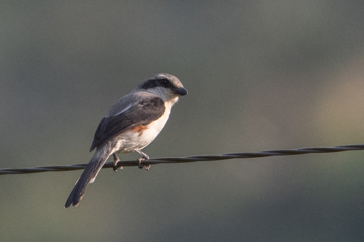 Mackinnon's Shrike - ML641724377