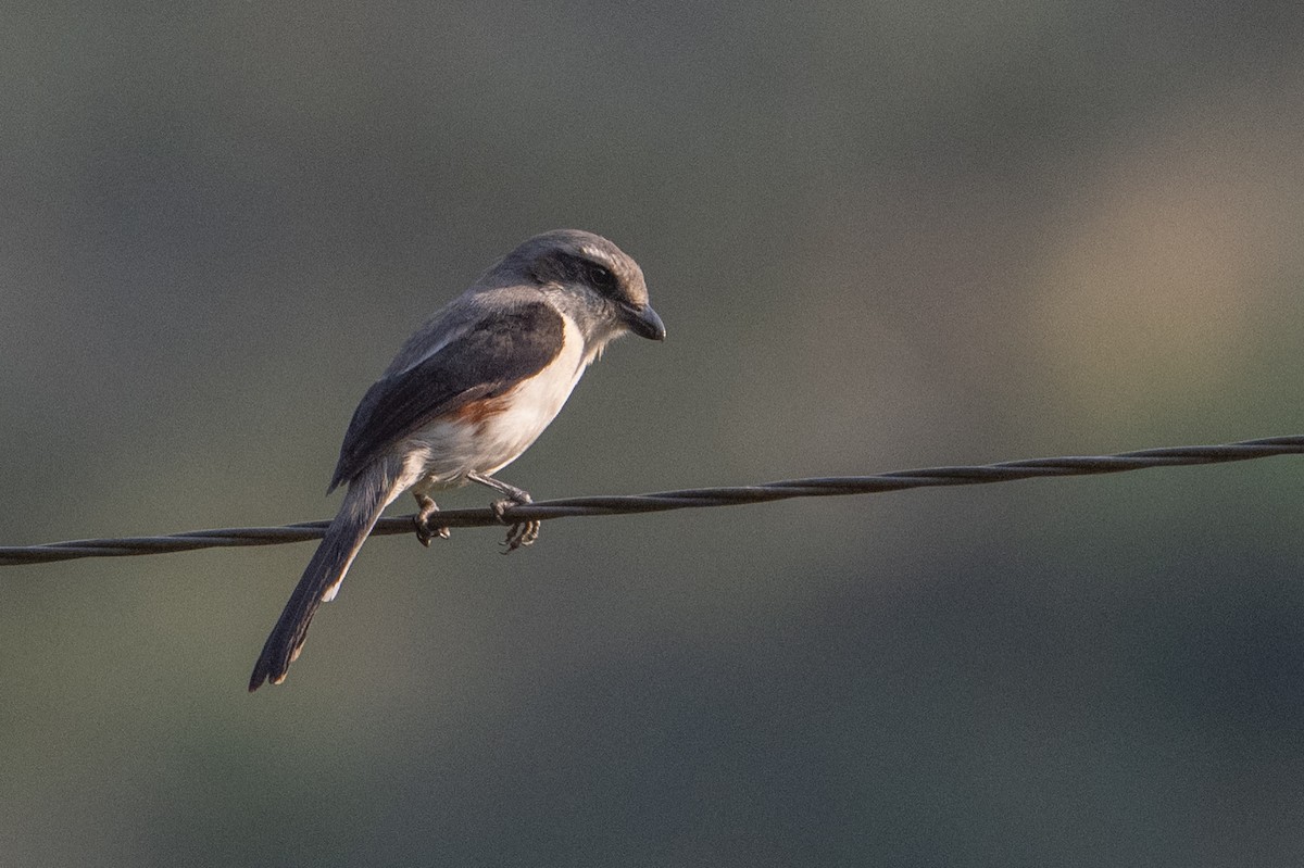 Mackinnon's Shrike - ML641724378