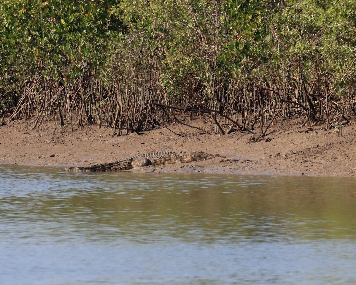 Saltwater Crocodile - ML641724406