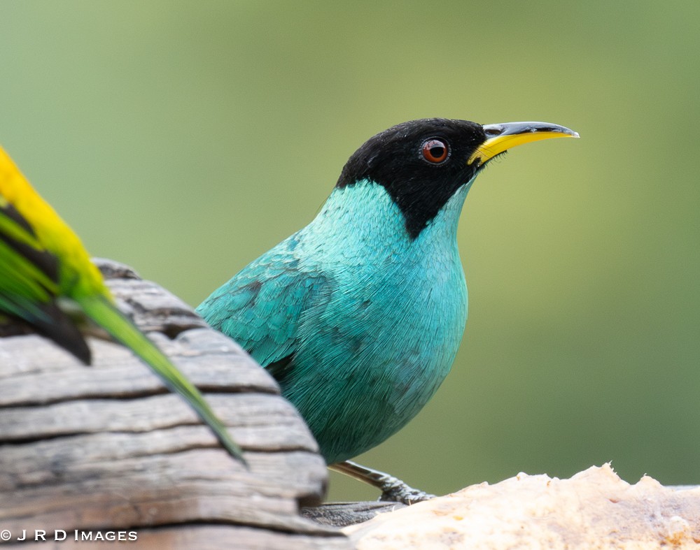 Green Honeycreeper - ML641724419