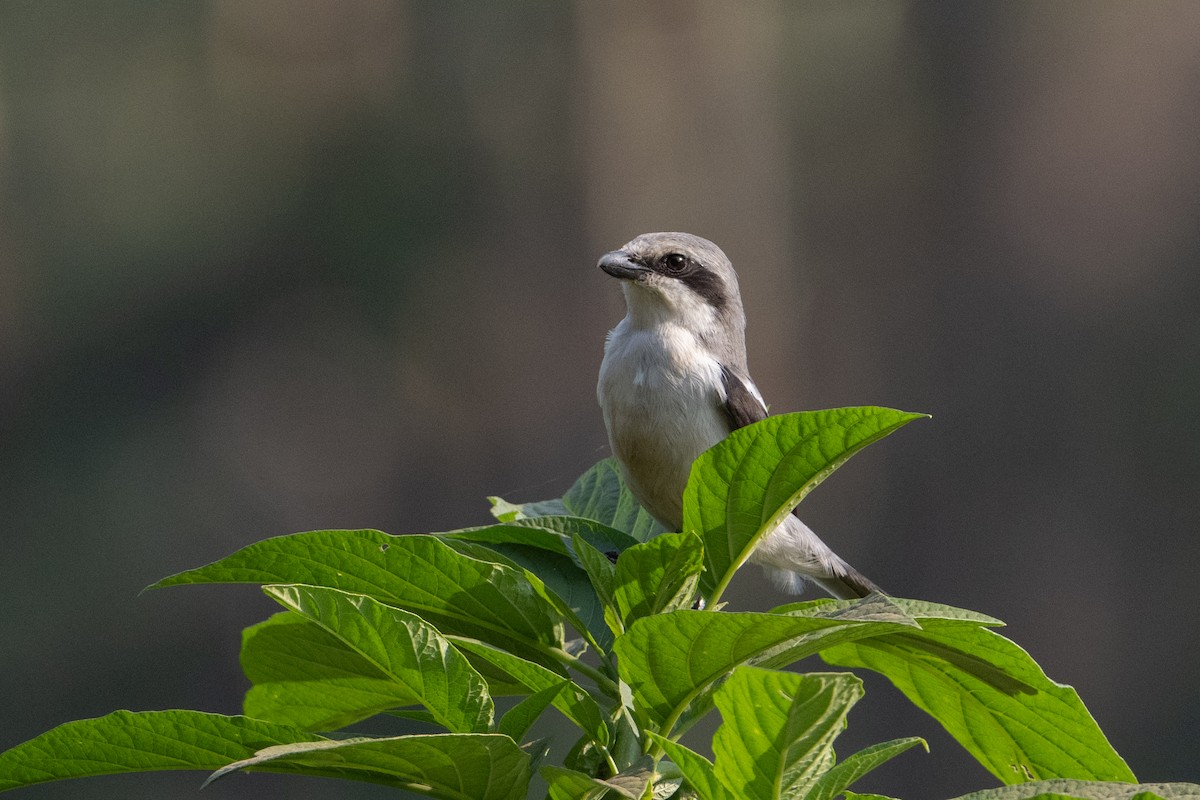 Mackinnon's Shrike - ML641724427