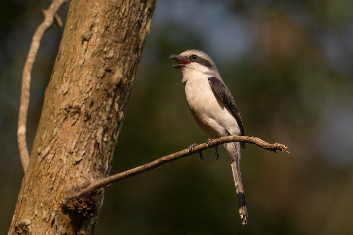 Mackinnon's Shrike - ML641724430