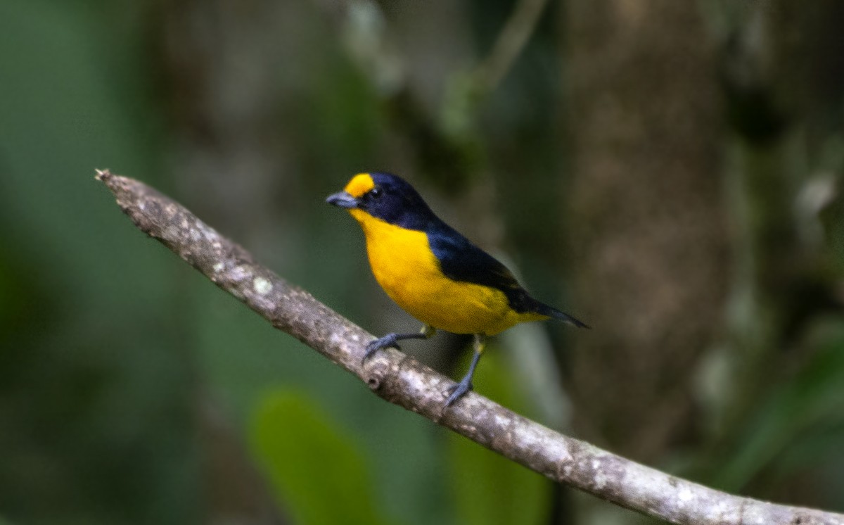 Violaceous Euphonia - ML641724460