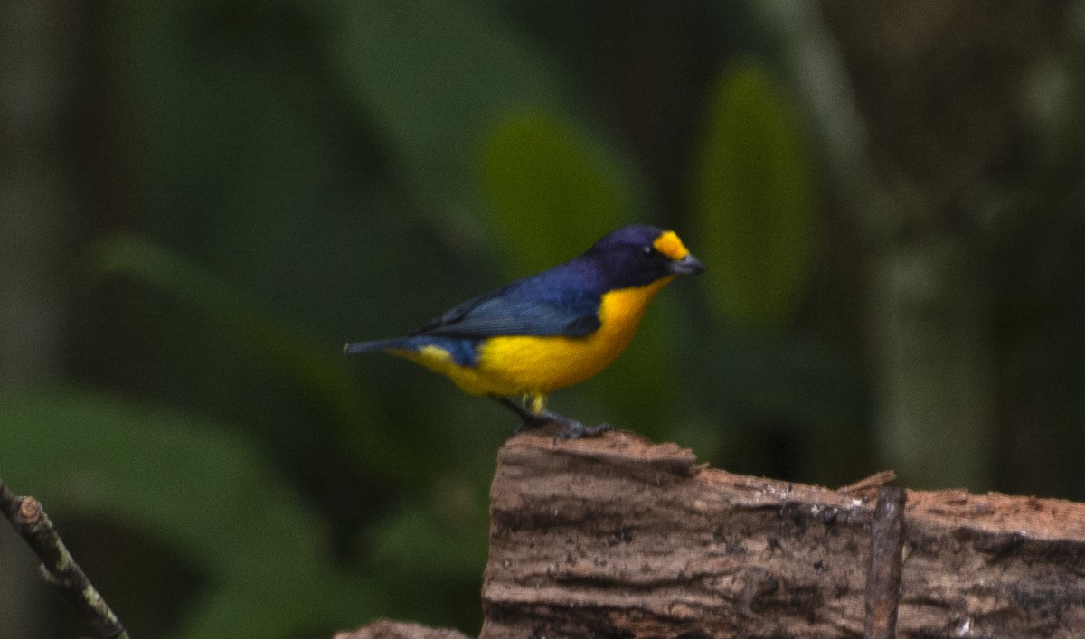 Violaceous Euphonia - ML641724461