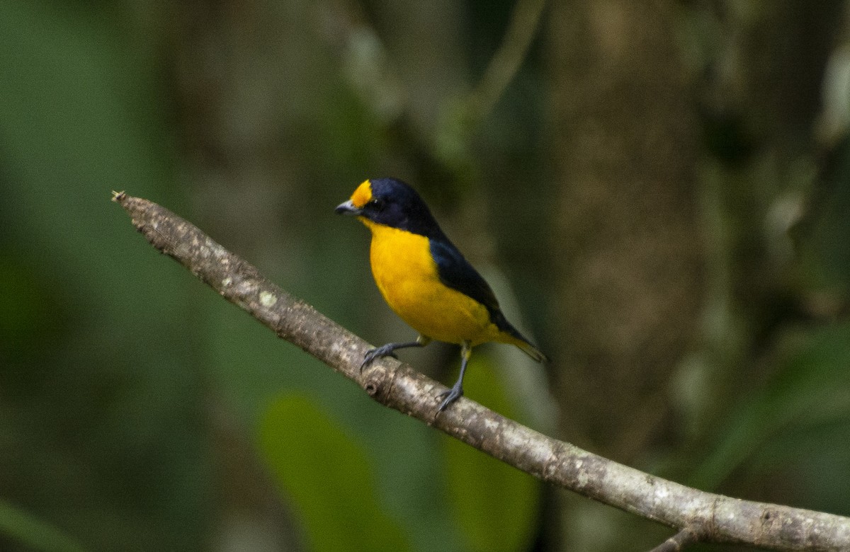 Violaceous Euphonia - ML641724462
