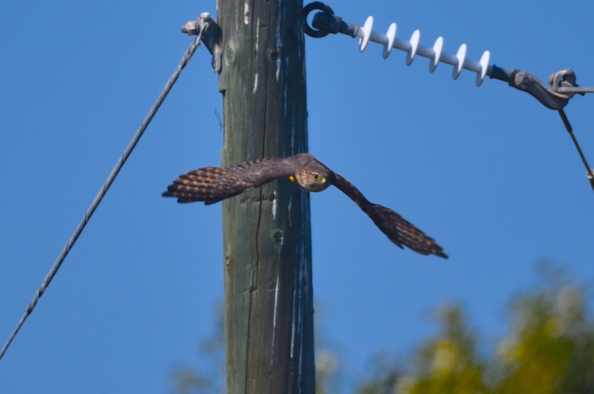 灰背隼 - ML641724463