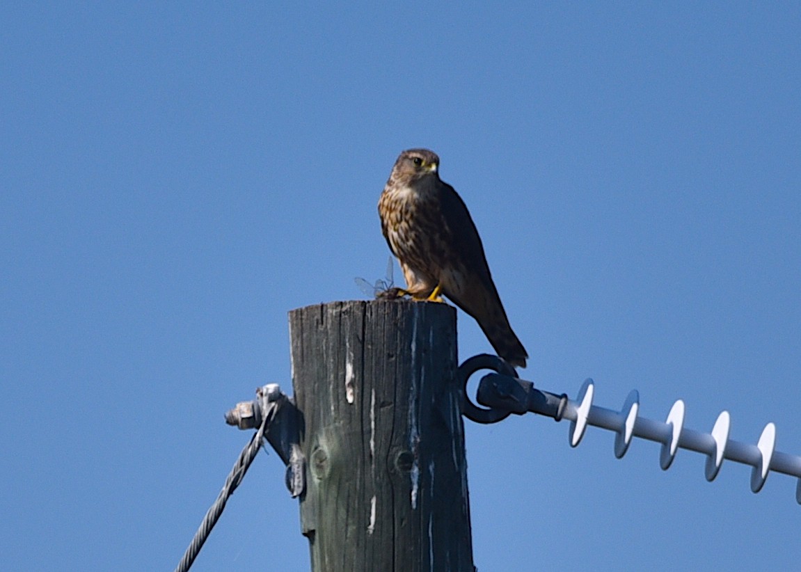 灰背隼 - ML641724464