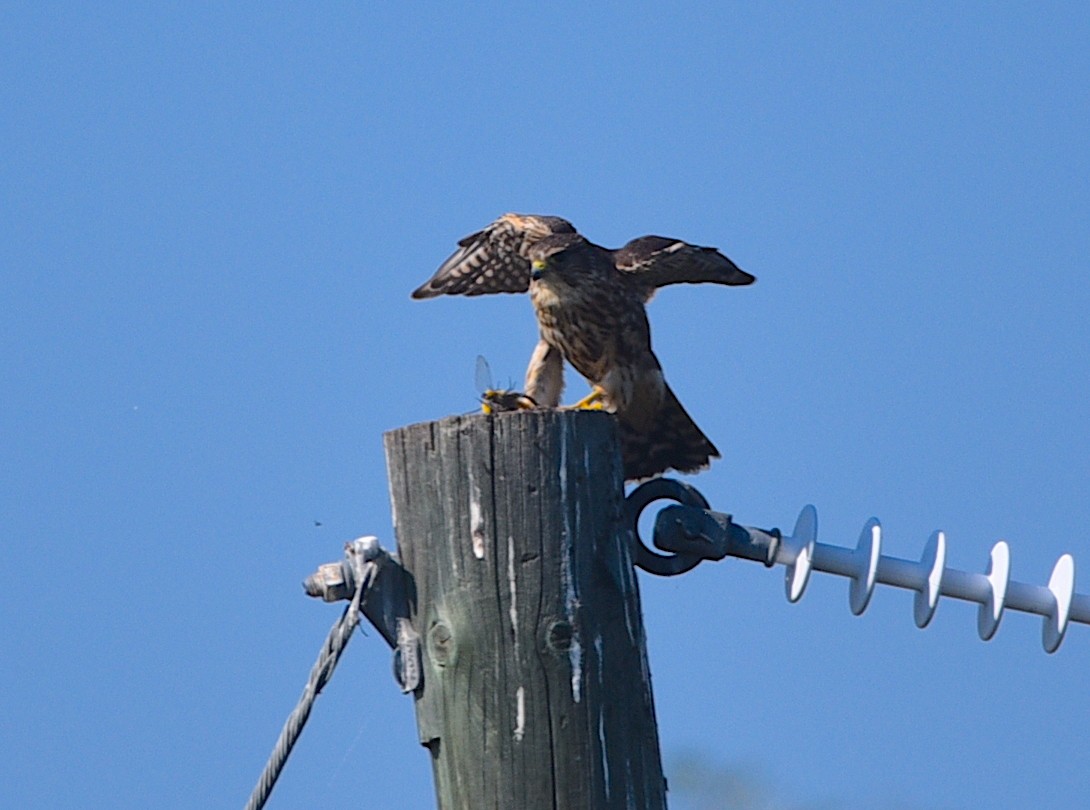 灰背隼 - ML641724465