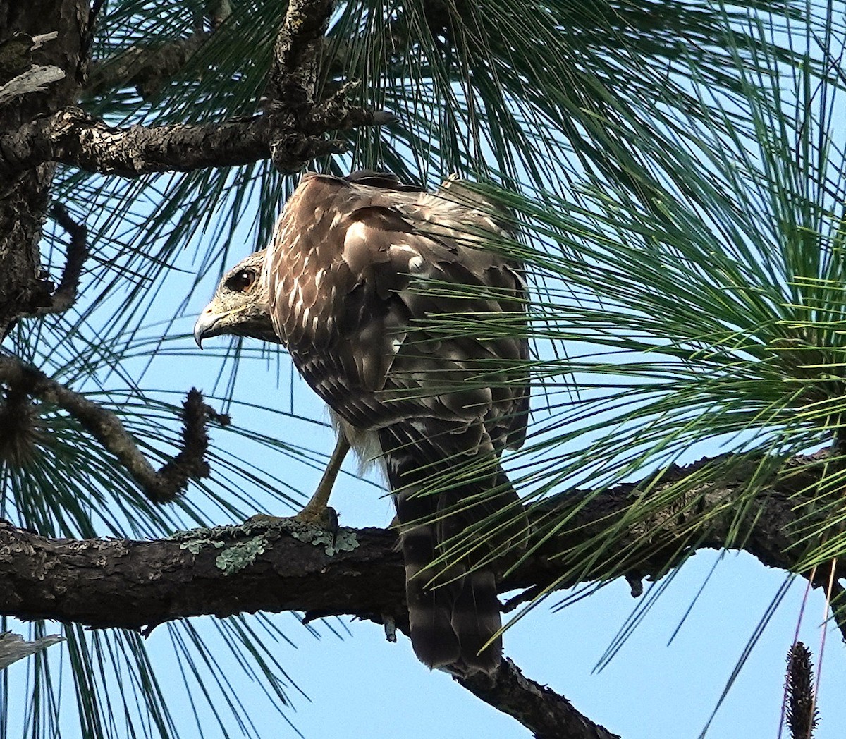 Red-shouldered Hawk - ML641724466