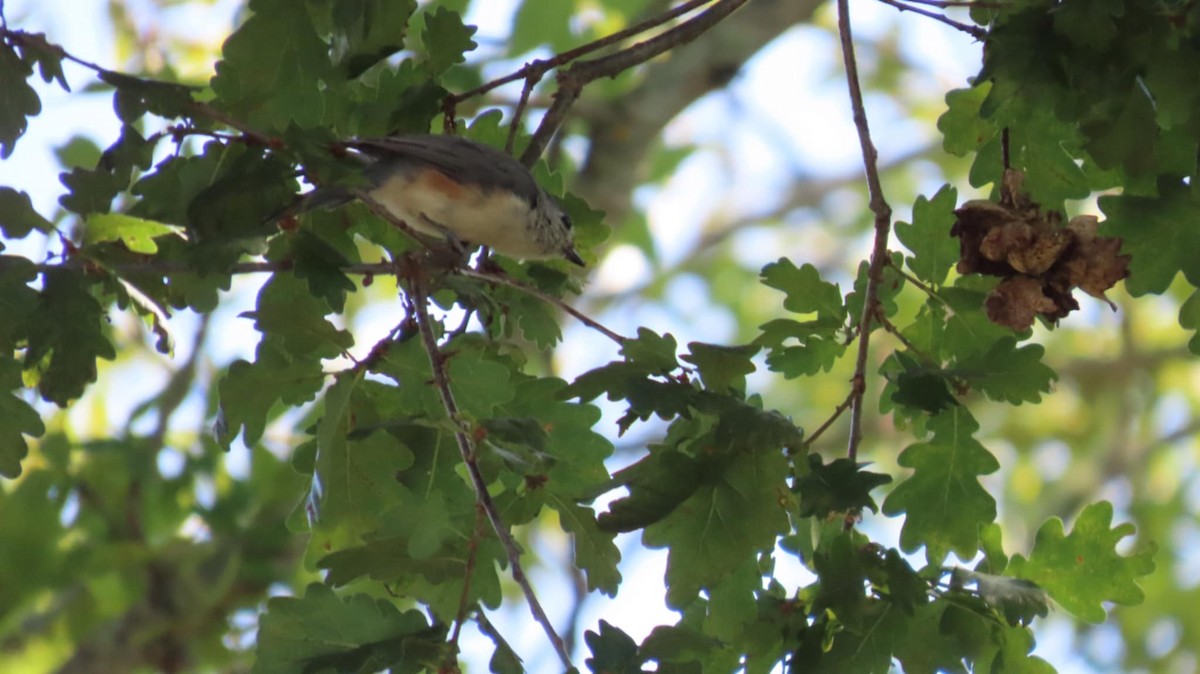 Tufted Titmouse - ML641724472