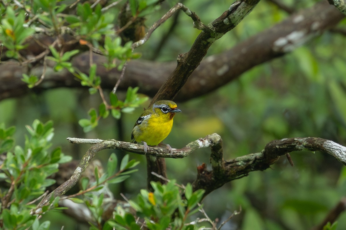 Trilling Shrike-Babbler - ML641724519