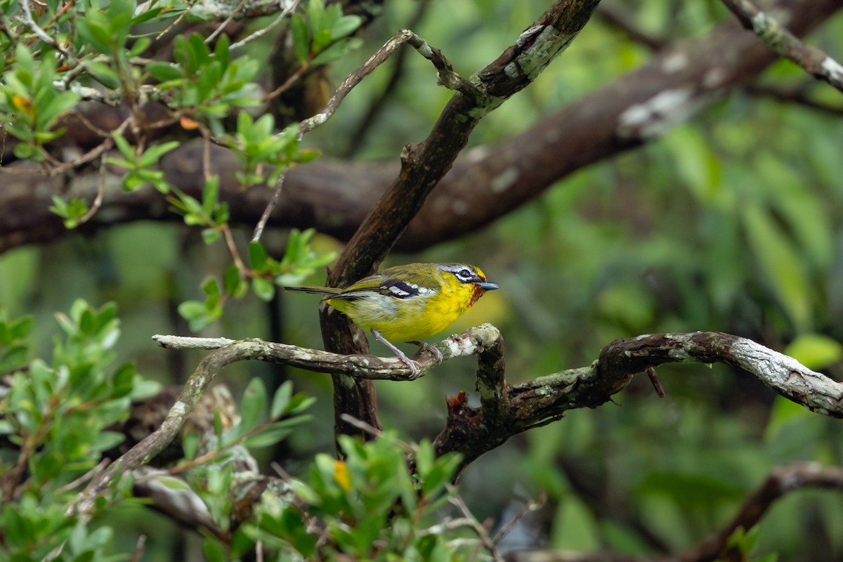 Trilling Shrike-Babbler - ML641724520