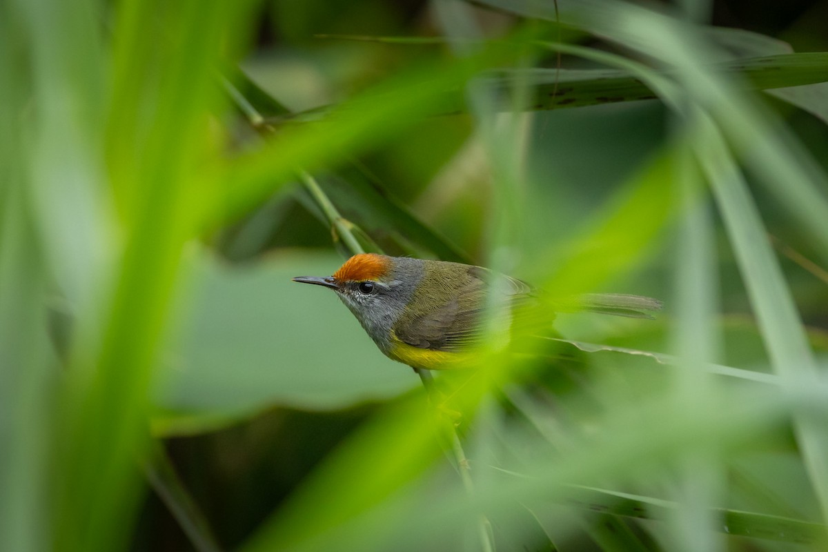 Mountain Tailorbird - ML641724547