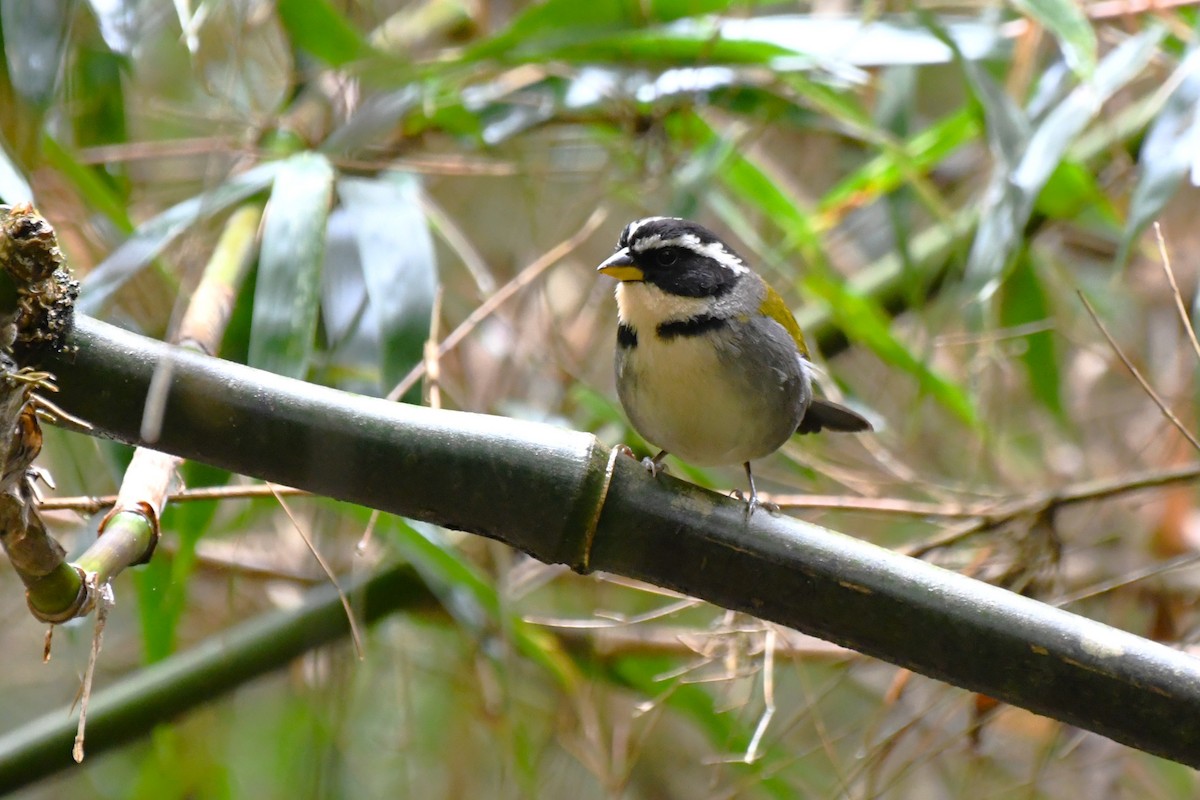 Half-collared Sparrow - ML641724556