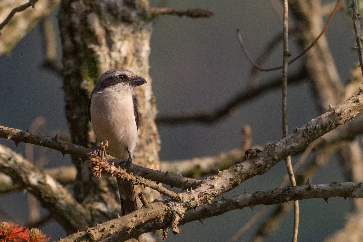 Mackinnon's Shrike - ML641724559