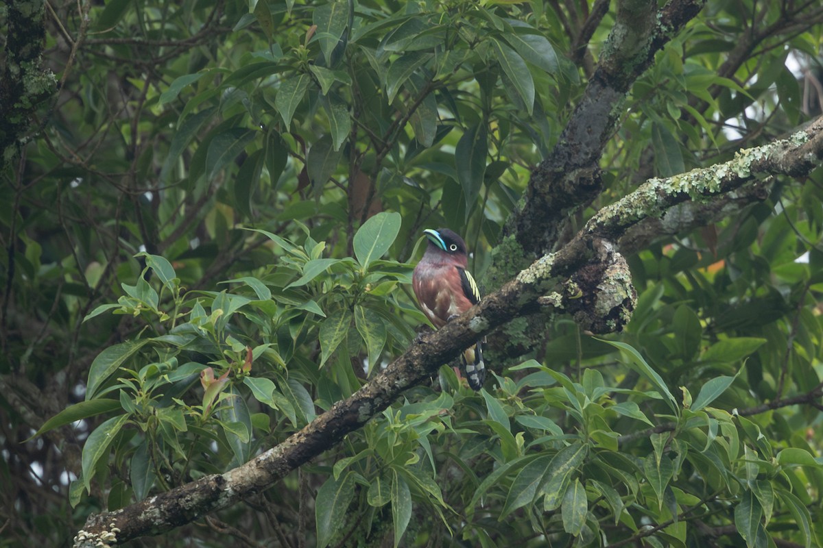 Banded Broadbill (Javan) - ML641724576