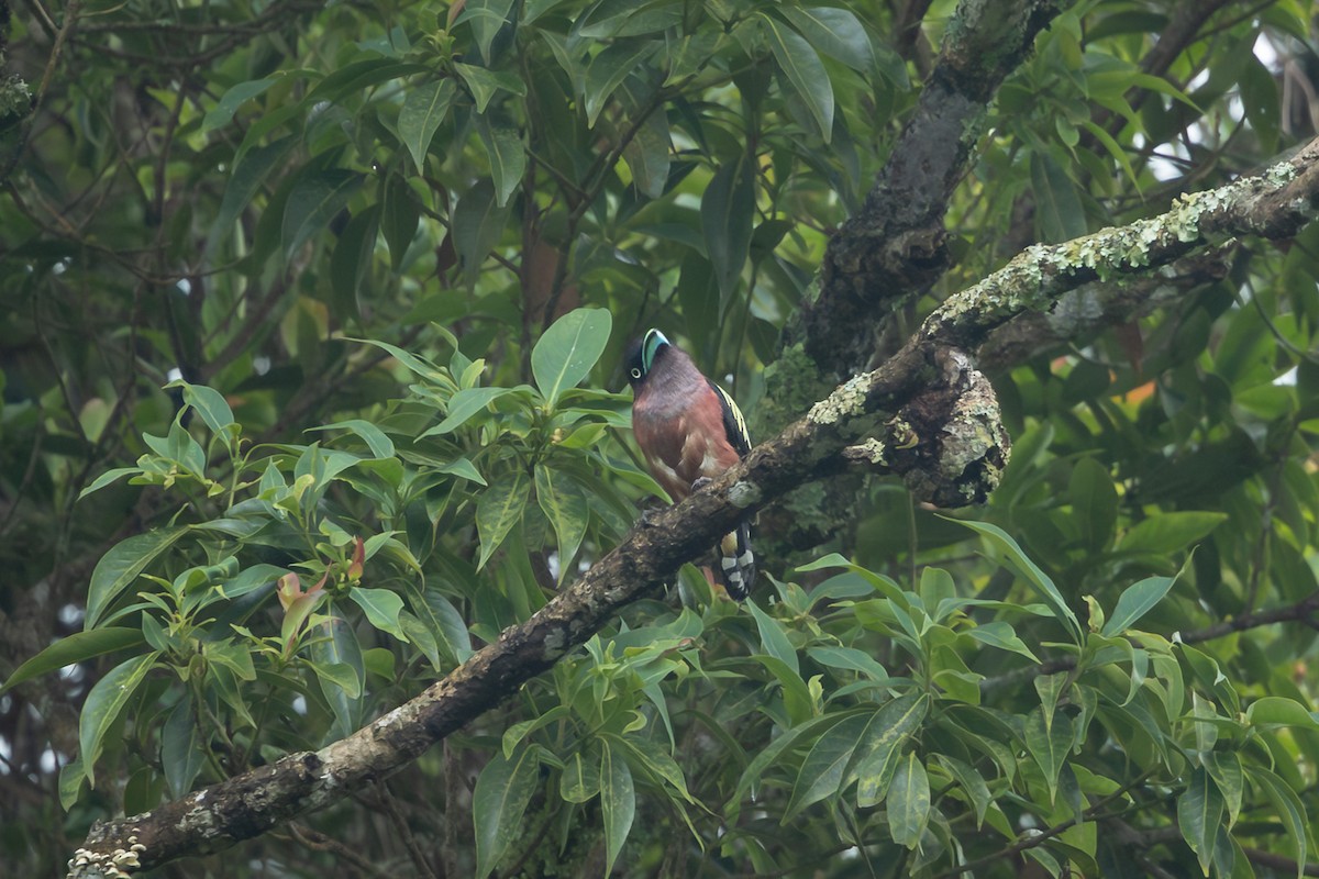 Banded Broadbill (Javan) - ML641724577