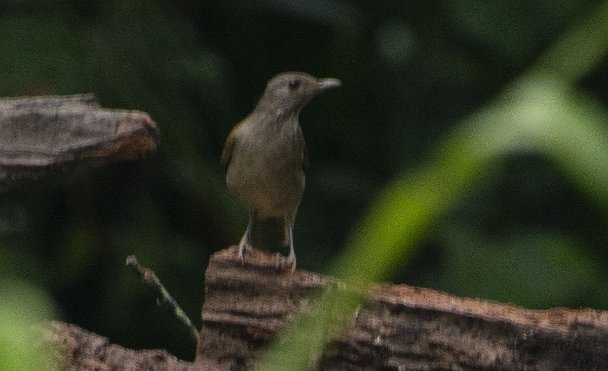Pale-breasted Thrush - ML641724583