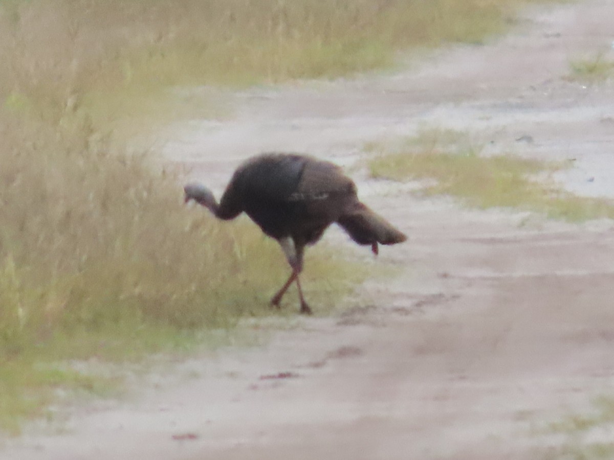 Wild Turkey - ML641724619