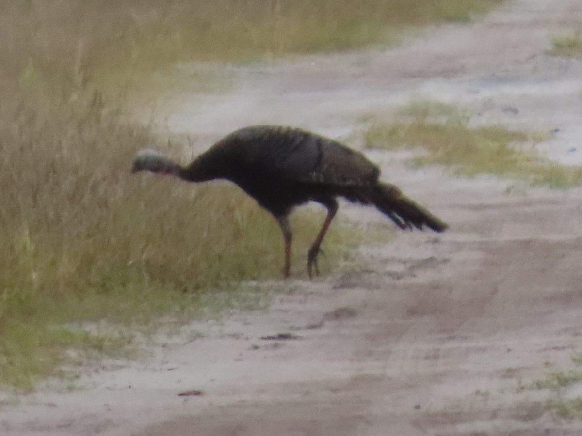 Wild Turkey - ML641724620