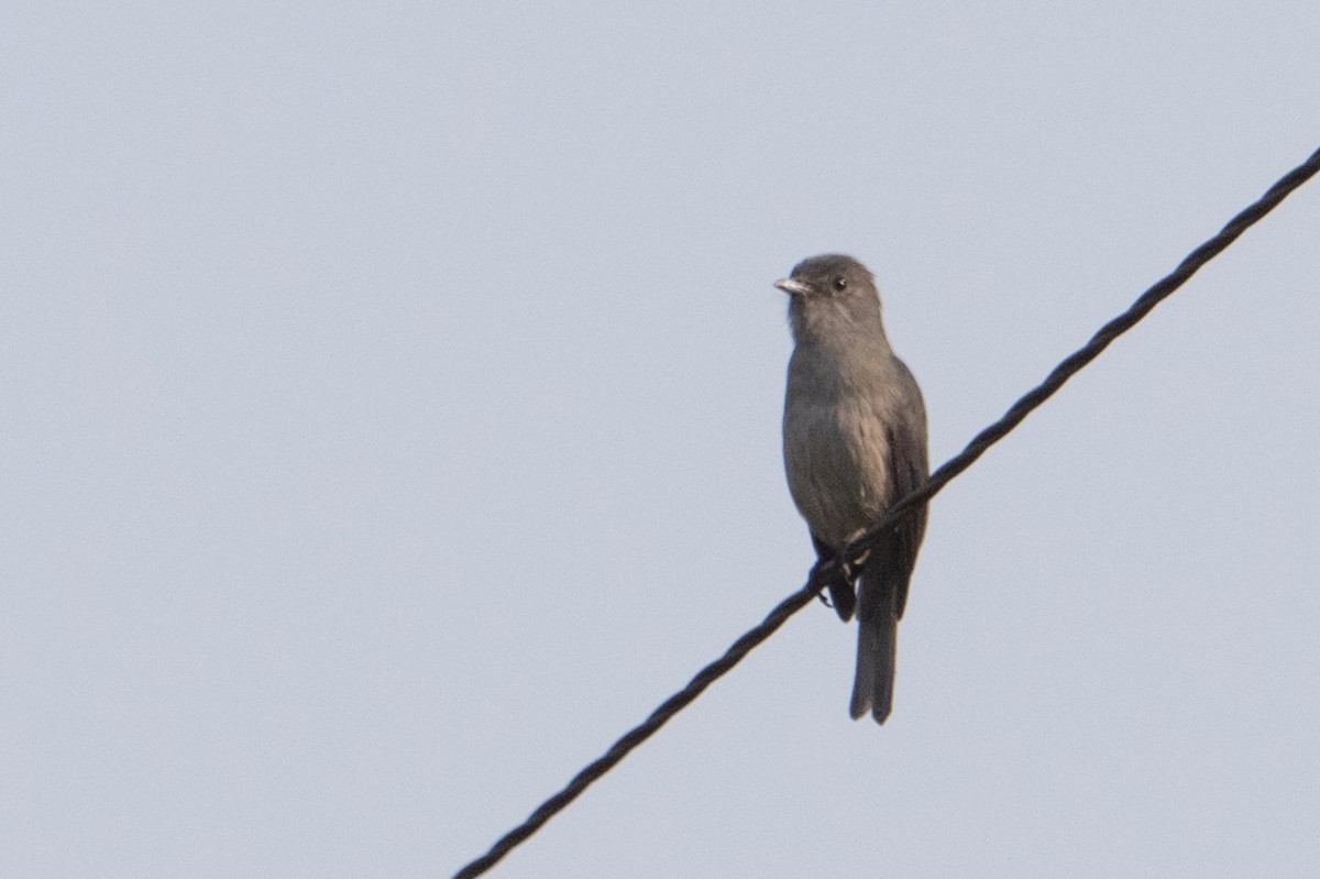 White-eyed Slaty-Flycatcher - ML641724634