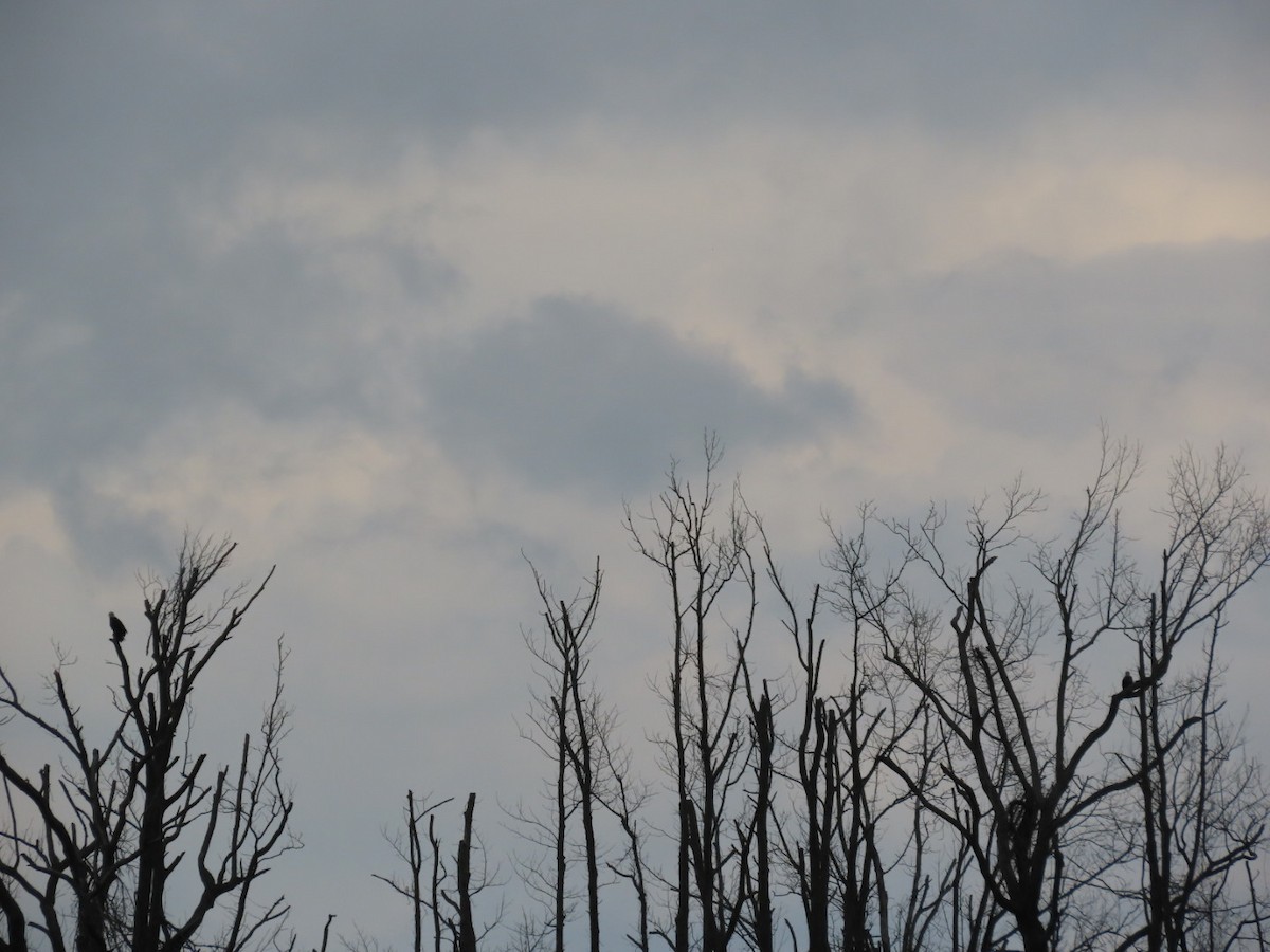 Bald Eagle - ML641724640
