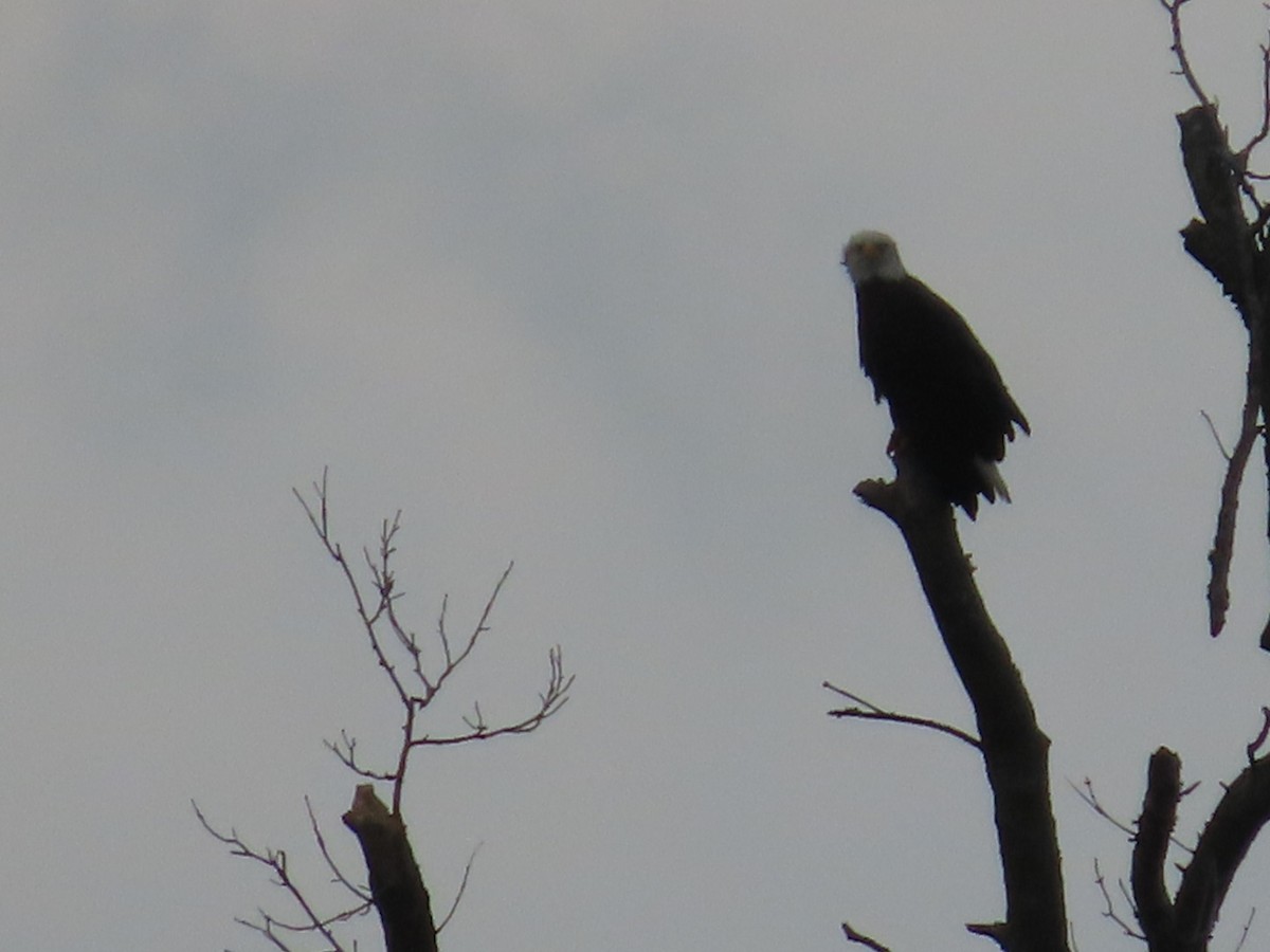 Bald Eagle - ML641724641