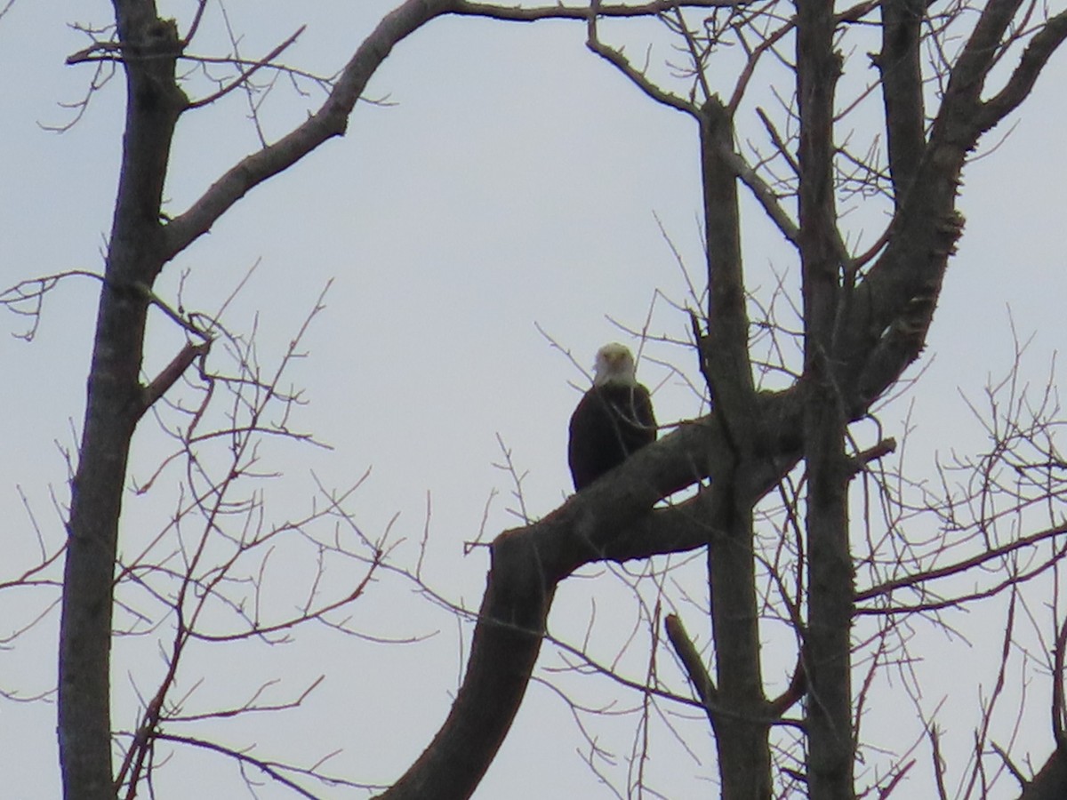 Bald Eagle - ML641724644