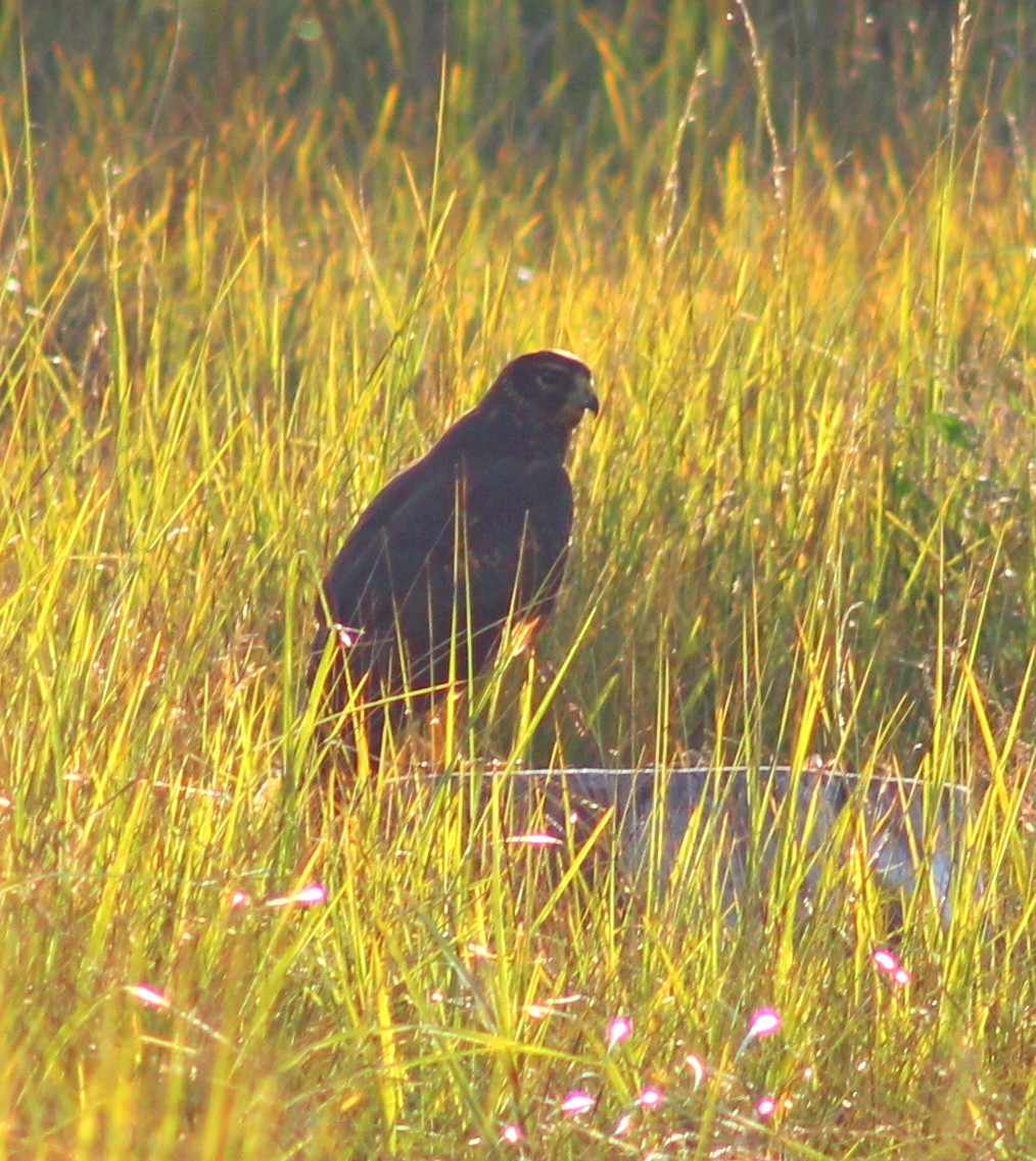 Northern Harrier - ML641724648