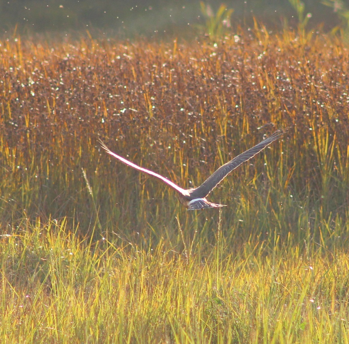 Northern Harrier - ML641724650
