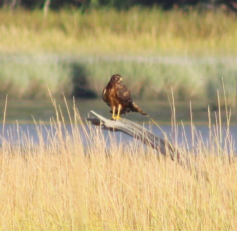 Northern Harrier - ML641724651