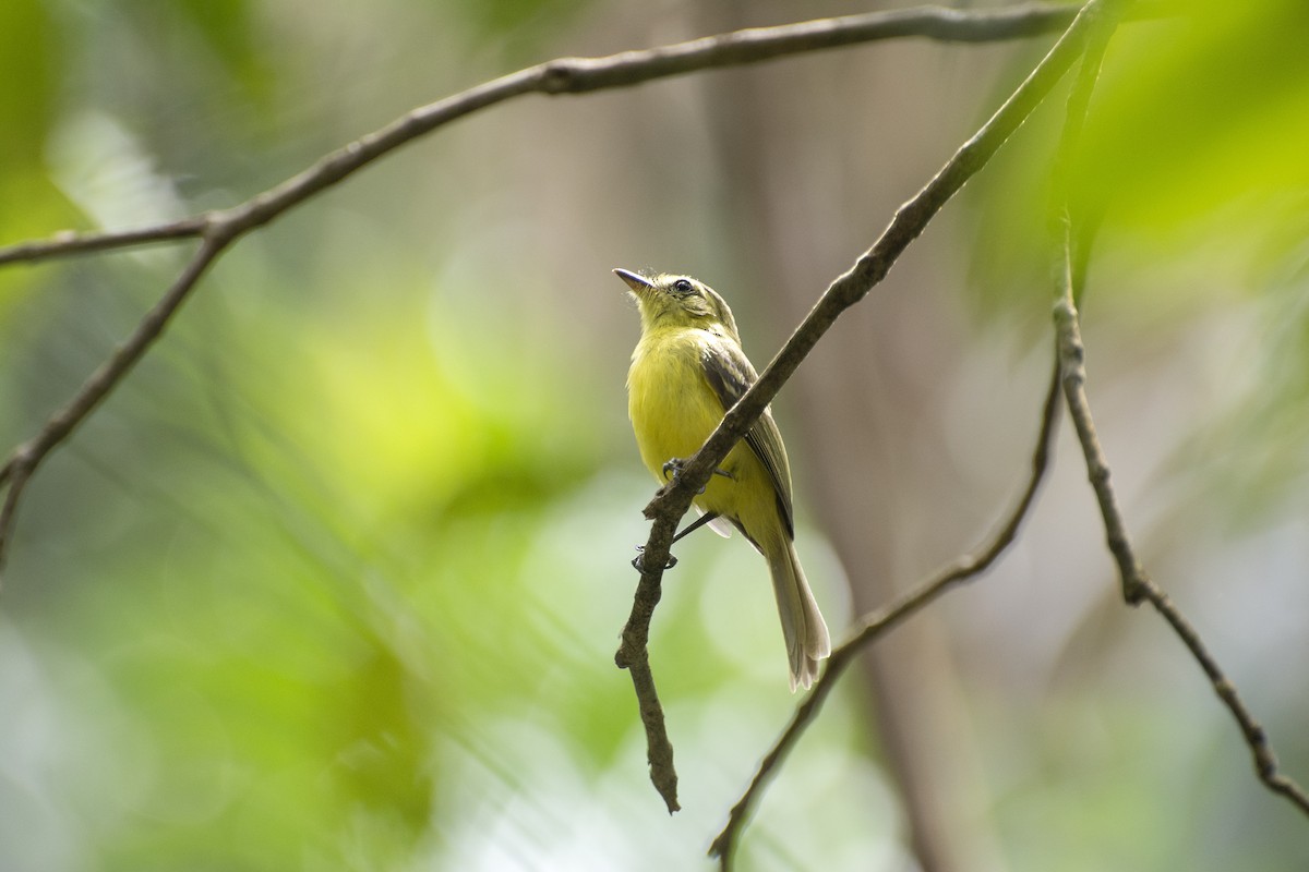 Yellow Tyrannulet - ML641724654