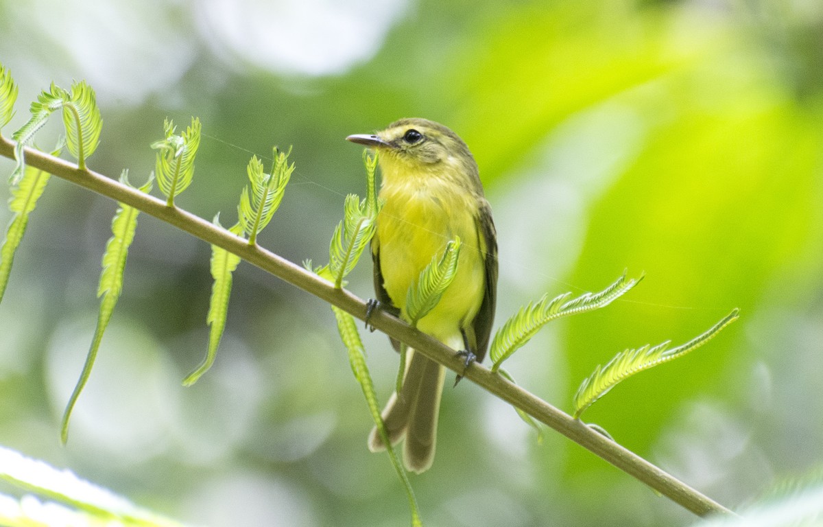 Yellow Tyrannulet - ML641724656