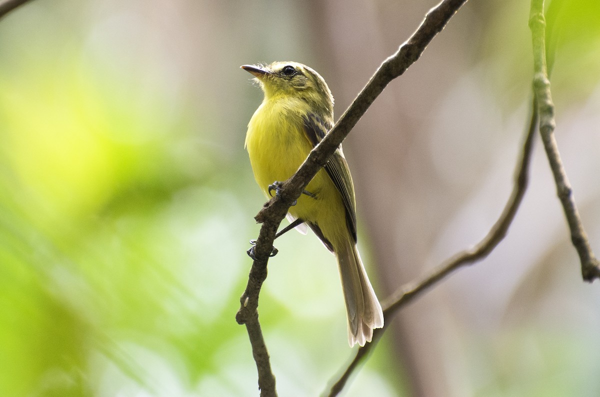 Yellow Tyrannulet - ML641724657