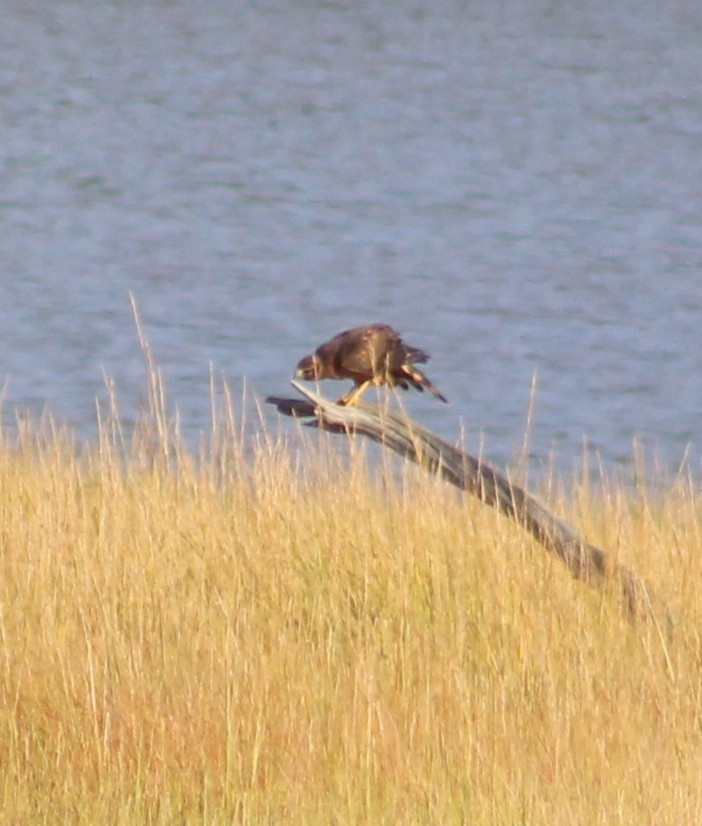 Northern Harrier - ML641724659