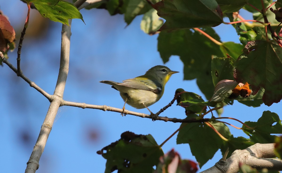 Kuzeyli Parula - ML641724661