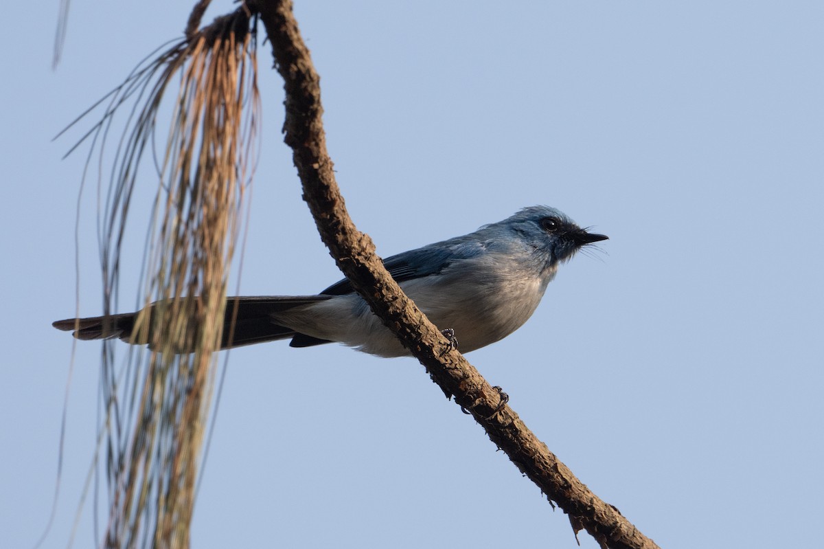 Blauhaubenschnäpper - ML641724667