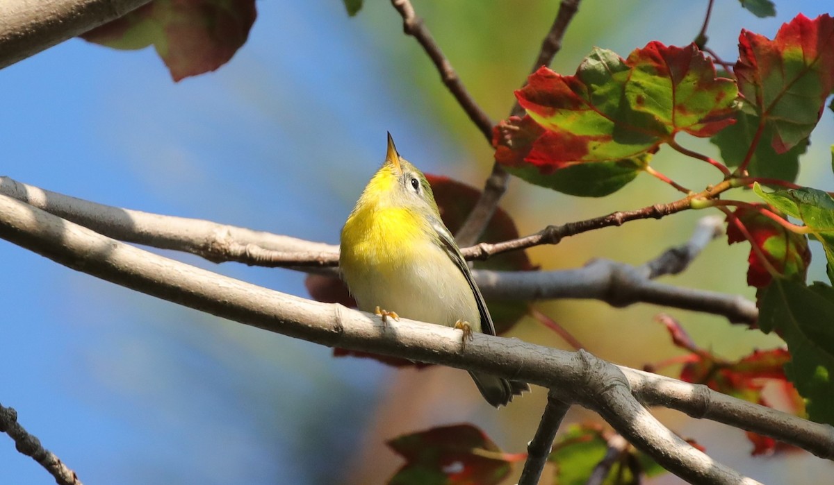 Kuzeyli Parula - ML641724668