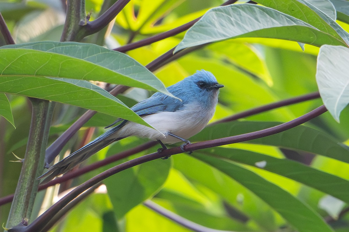 Blauhaubenschnäpper - ML641724671
