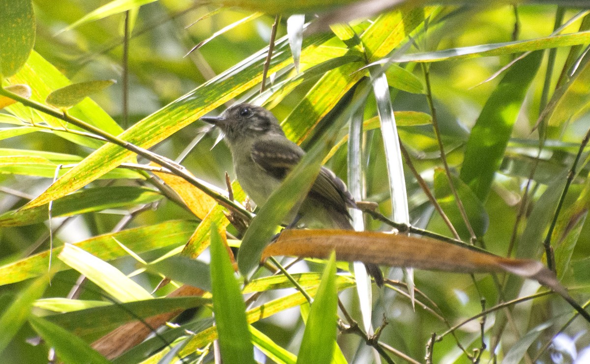 Sepia-capped Flycatcher - ML641724672
