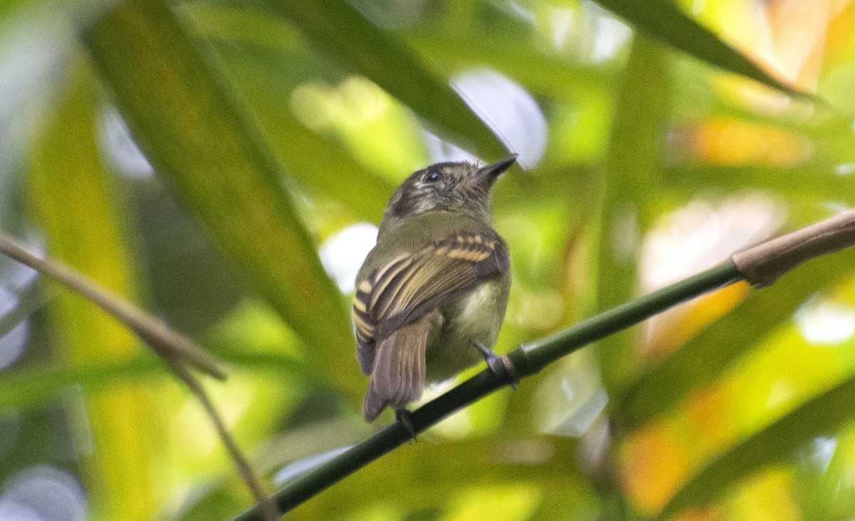 Sepia-capped Flycatcher - ML641724673