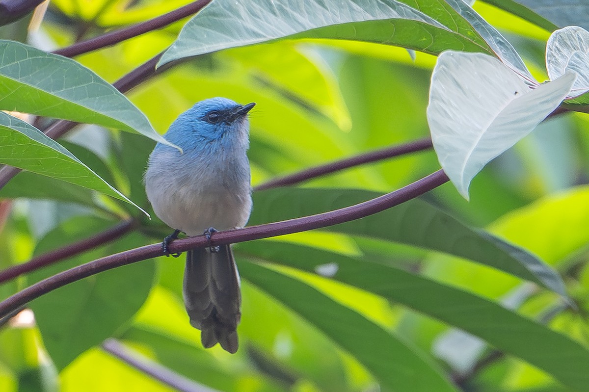 Blauhaubenschnäpper - ML641724675