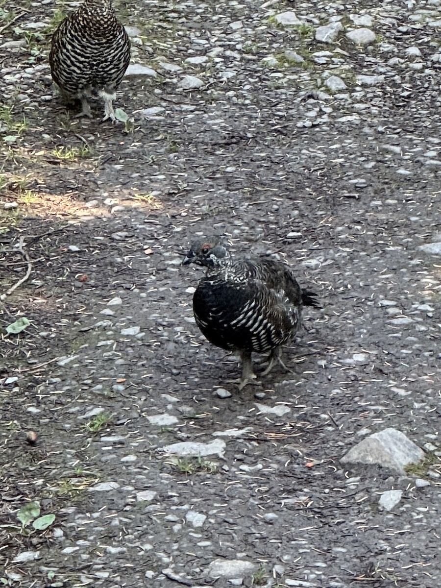 Spruce Grouse - ML641724710
